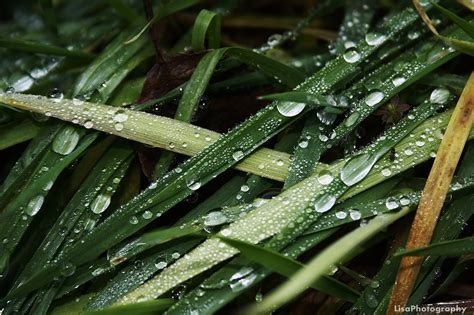 Dew on grass at dawn